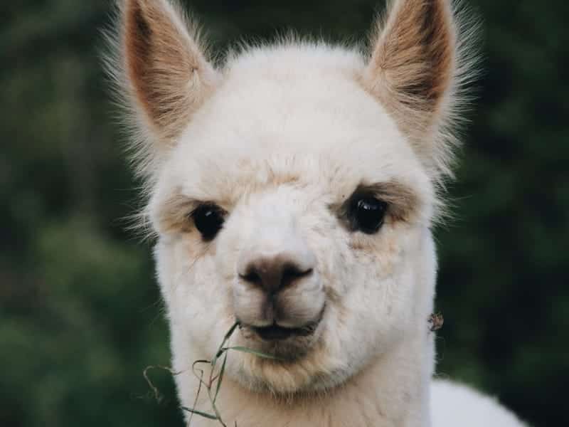 Alpakawanderungen Hofgut Buckenberg