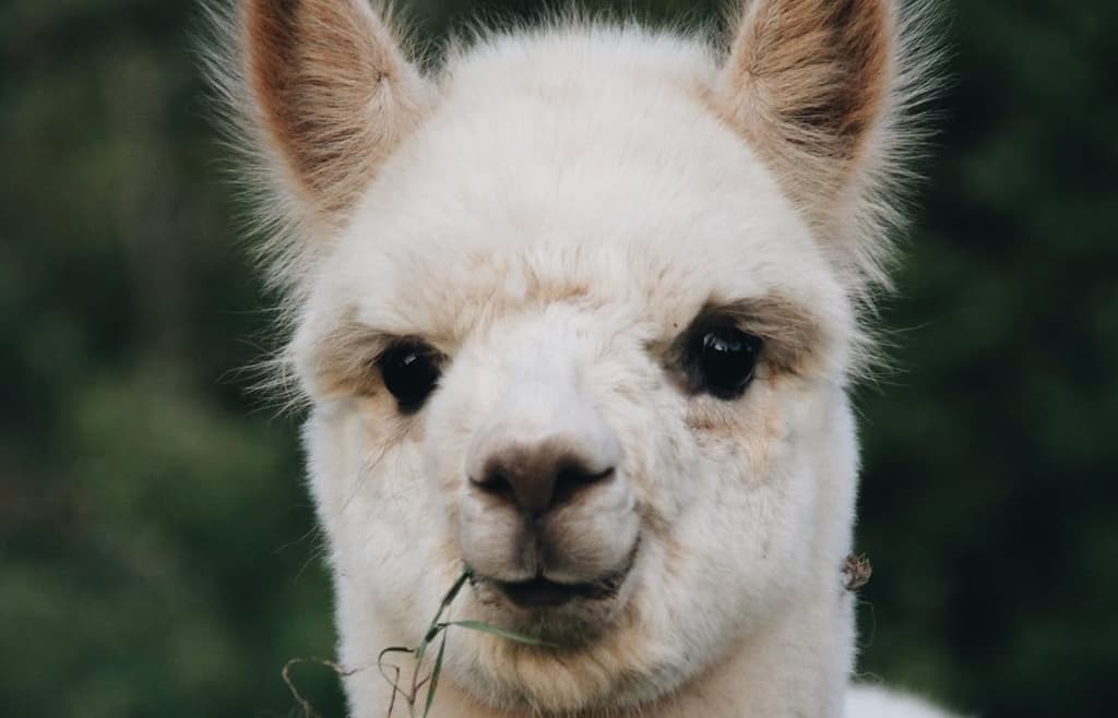 Alpakawanderungen Hofgut Buckenberg