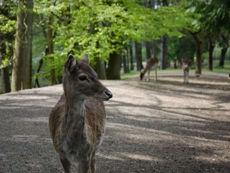 Wildpark Schwarzach