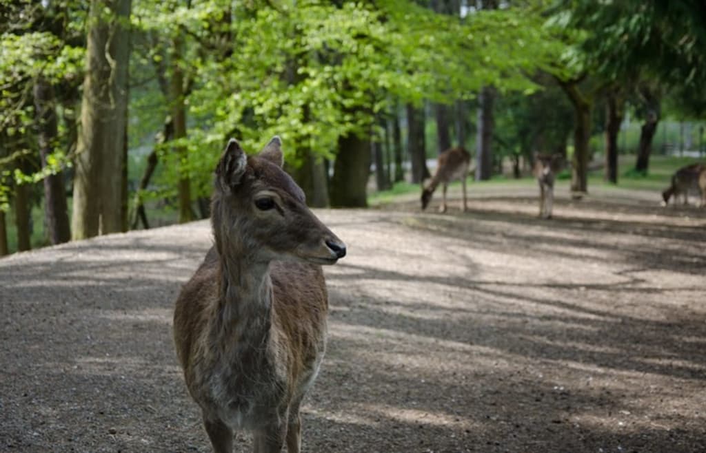 Wildpark Schwarzach