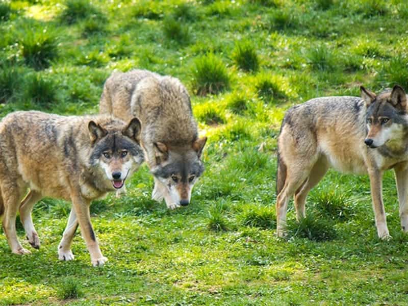 Wild und Wanderpark auf 100 Hektar