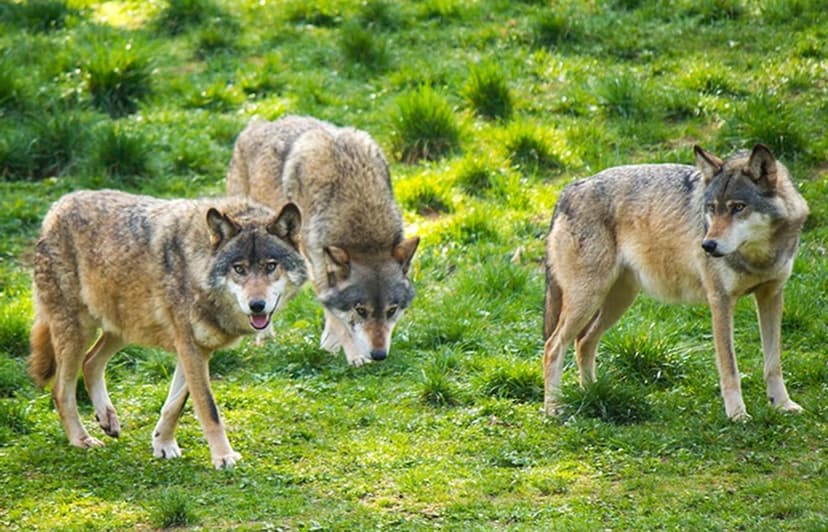 Wild und Wanderpark auf 100 Hektar