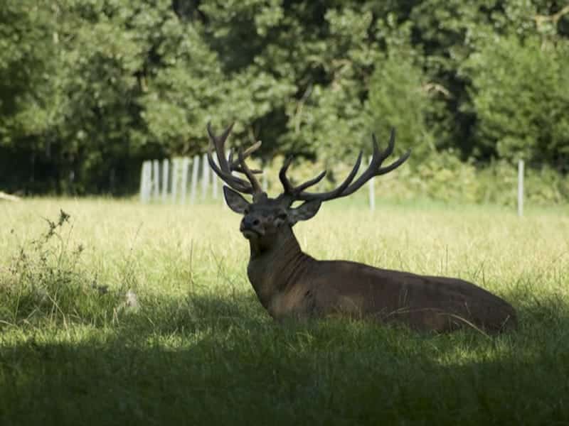 Wildpark Ludwigshafen-Rheingönheim