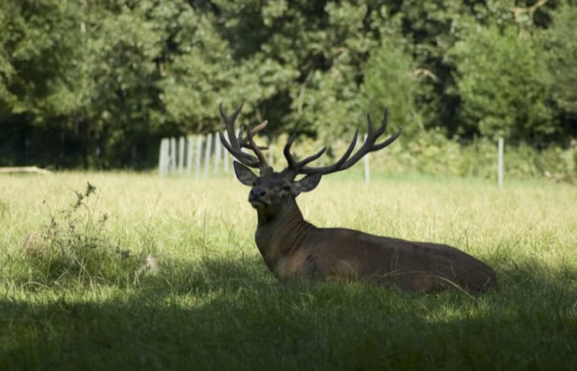 Wildpark Ludwigshafen-Rheingönheim