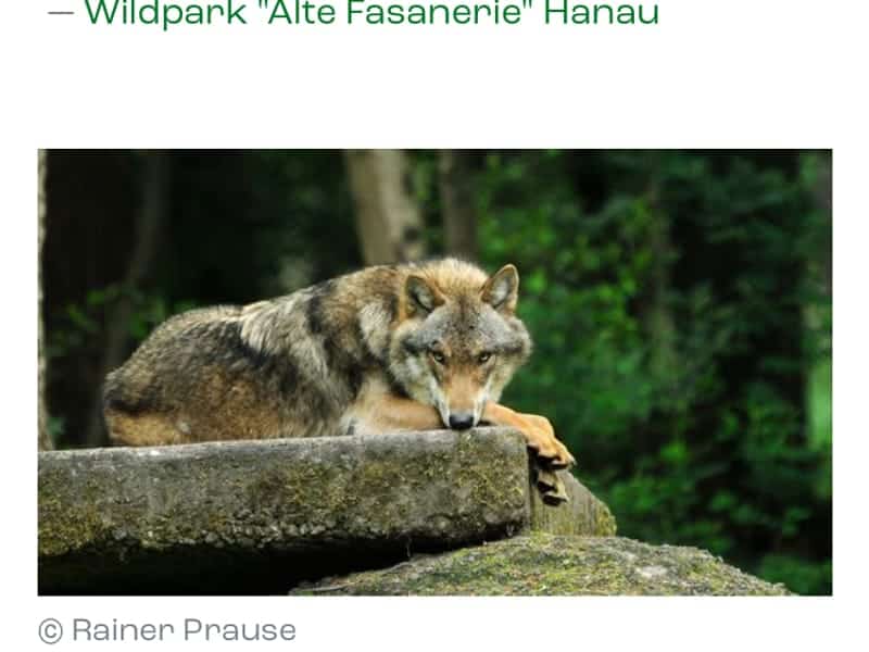 Wildpark Alte Fasanerie