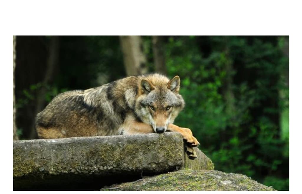 Wildpark Alte Fasanerie