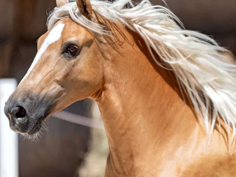 Reitanlage Kinzigtal