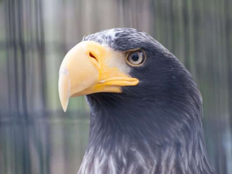 Tinnunculus - Die Falknerei in Heidelberg