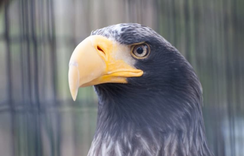 Tinnunculus - Die Falknerei in Heidelberg