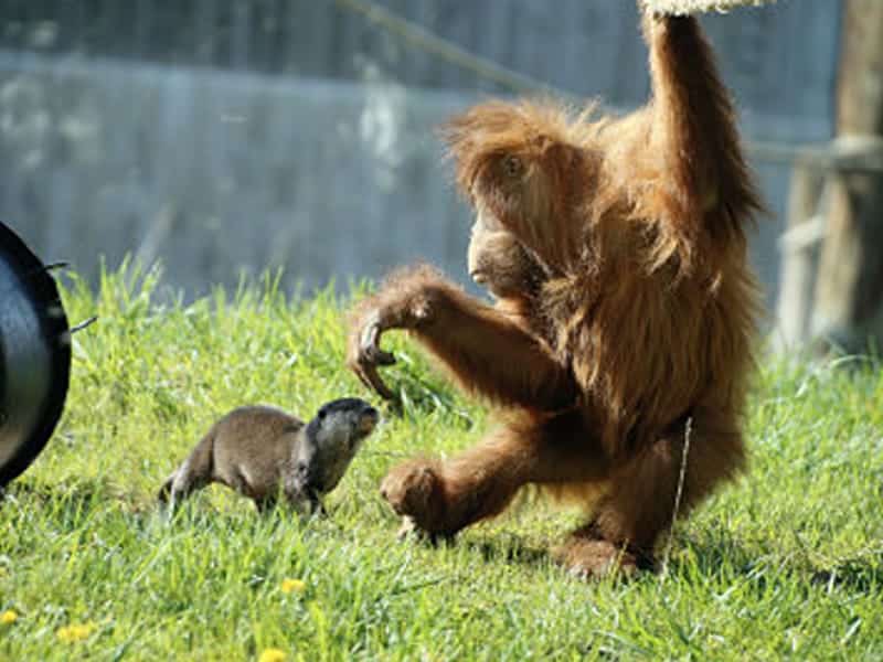 Zoo d'Amnéville