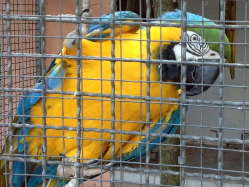 Vogelpark Plankstadt