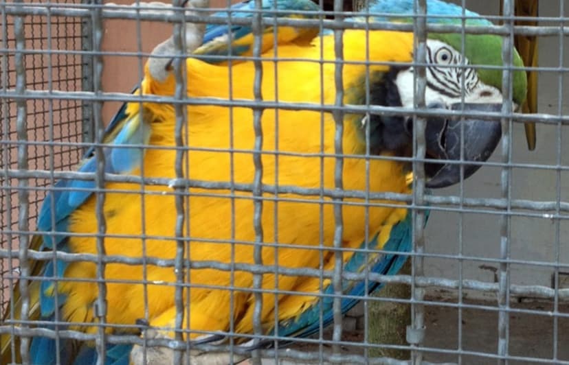 Vogelpark Plankstadt