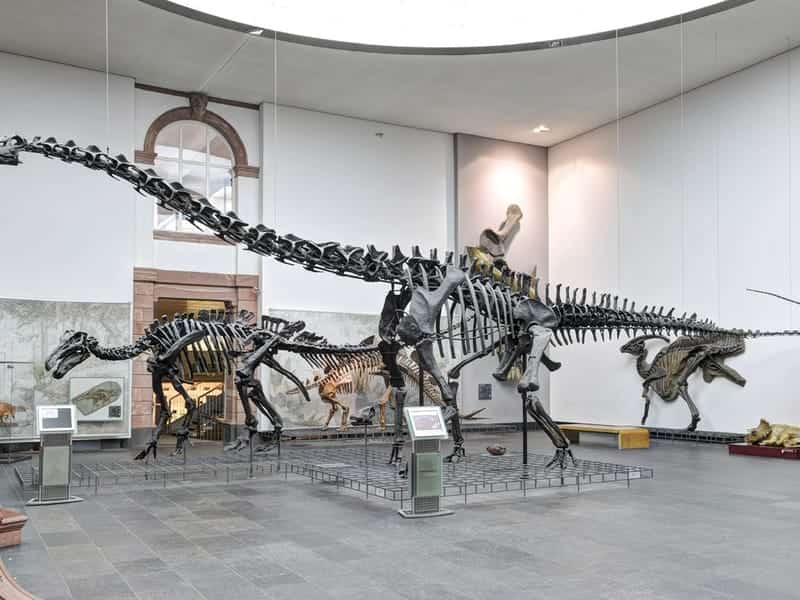 Senckenberg Naturmuseum