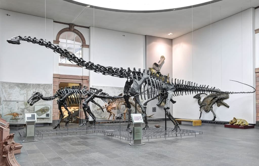 Senckenberg Naturmuseum