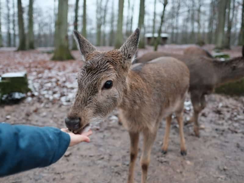 Wildparadies Tripsdrill