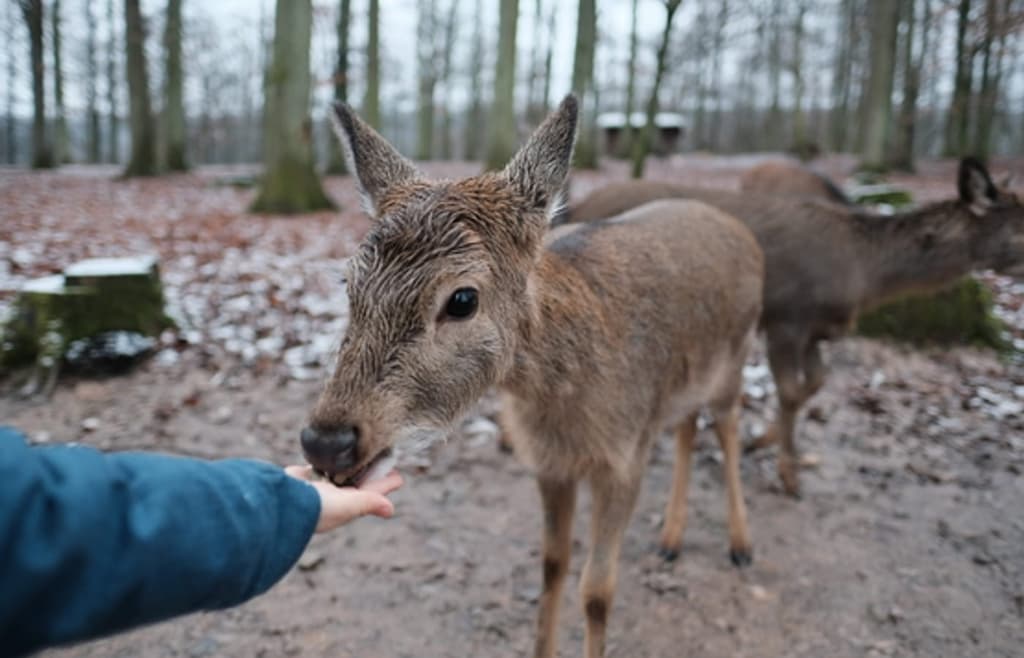 Wildparadies Tripsdrill