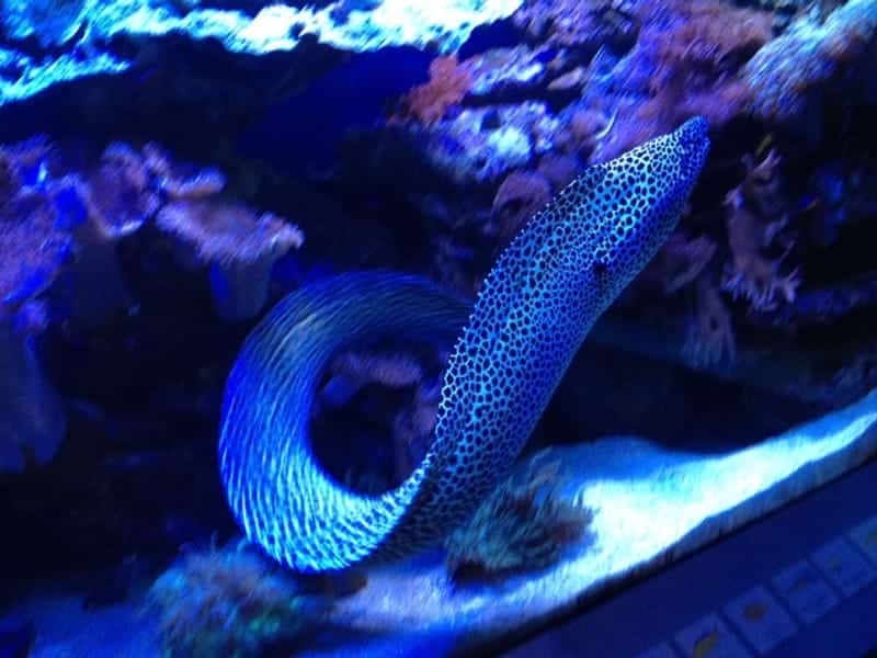 Naturkundemuseum Karlsruhe