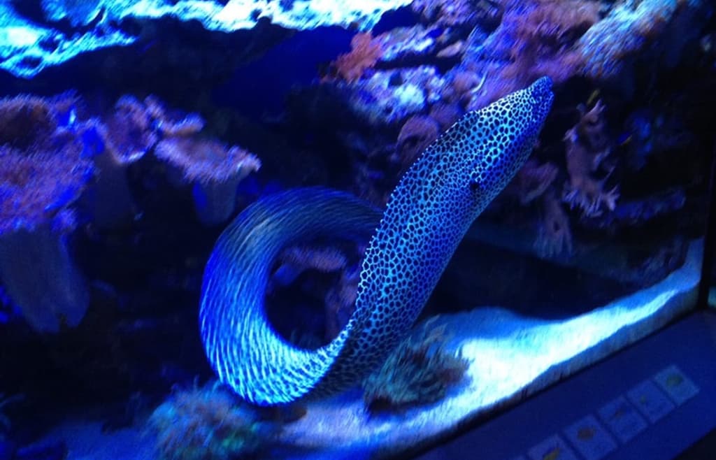 Naturkundemuseum Karlsruhe