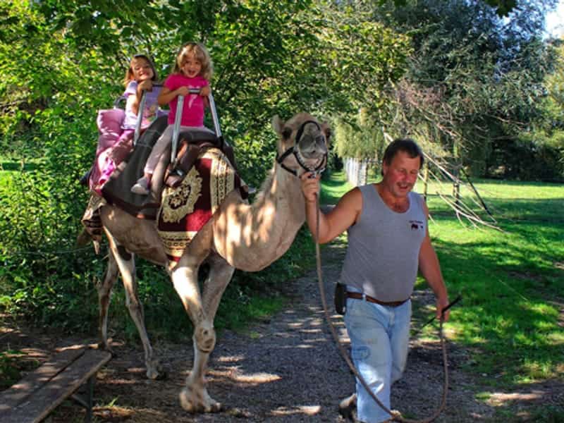 Kamel- und Straußenfarm