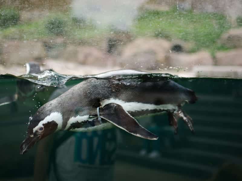 Zoologischer Stadtgarten