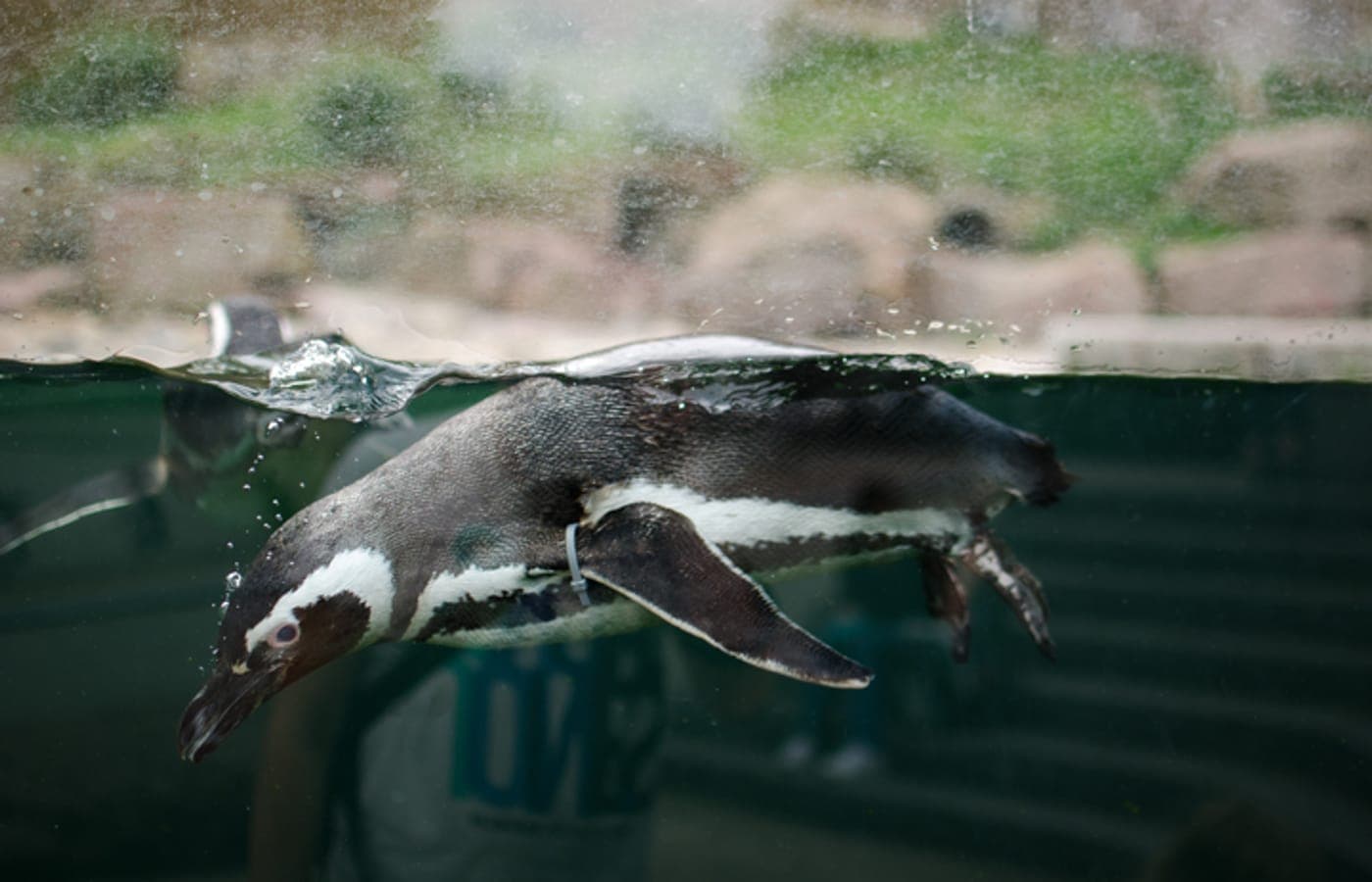 Zoologischer Stadtgarten