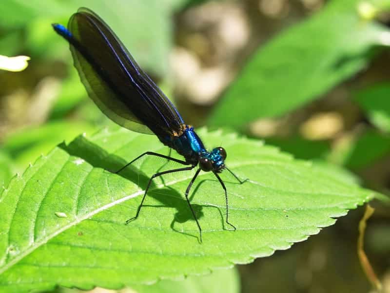 Leintalzoo Schwaigern