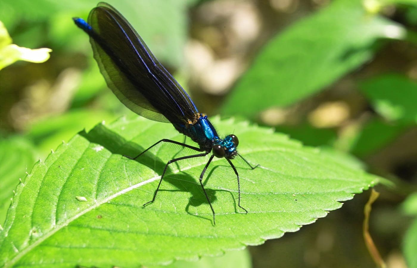 Leintalzoo Schwaigern