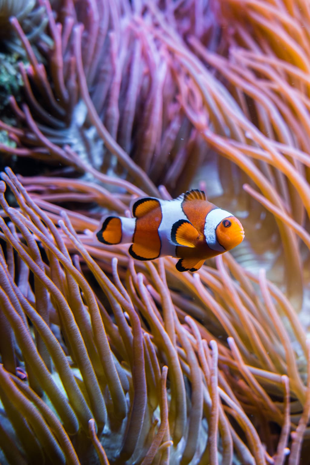 Aquarium Berlin - Bild 1